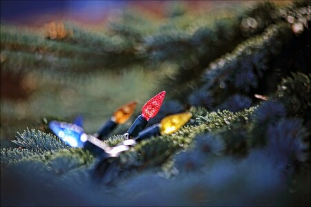 Christmas, Light bulb, New Year, tree