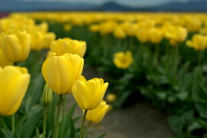 campo, naturaleza, tulipanes