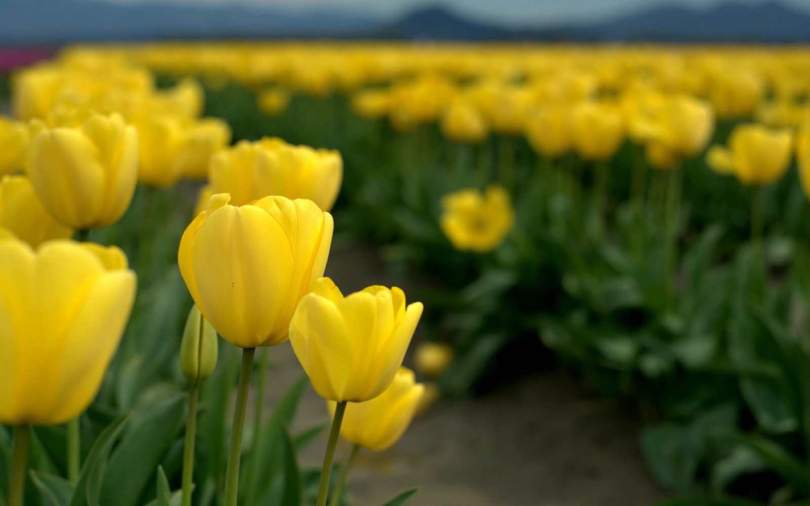 natureza, campo, tulipas