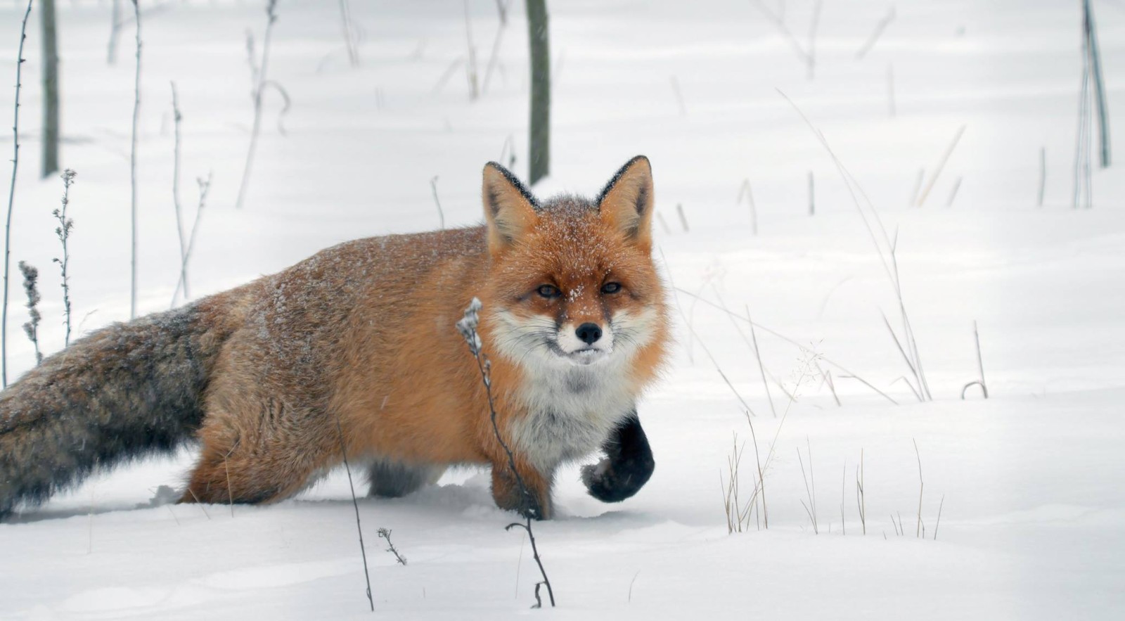 sneeuw, winter, Vos