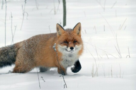 Raposa, neve, inverno