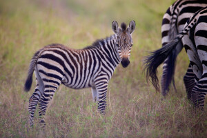 Valp, föl, Zebra