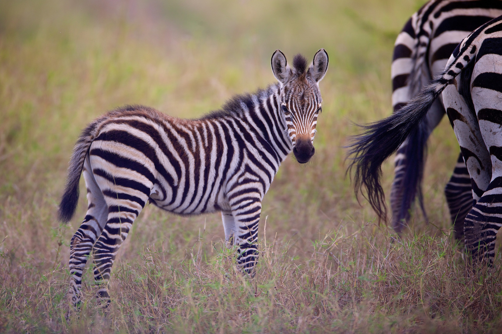 yavru, Zebra, tay