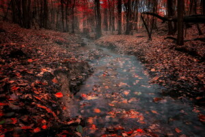 autunno, foresta, natura