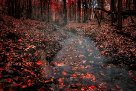 autumn, forest, nature