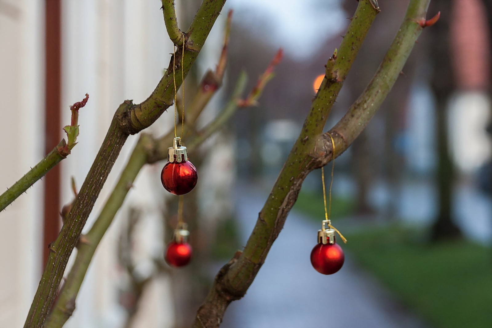 holiday, branch, toy