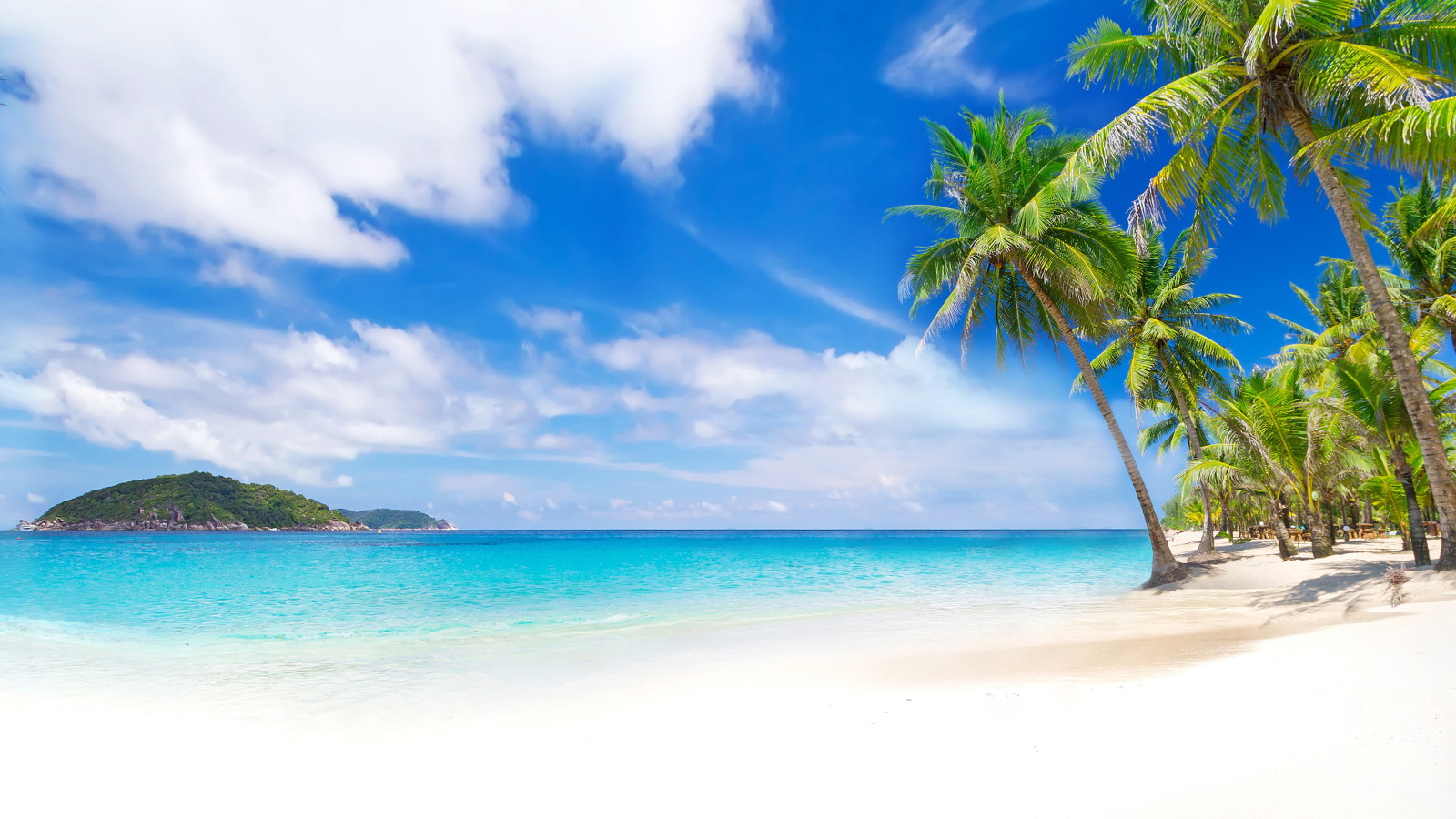 summer, shore, beach, sea, sand, palm trees, tropical, palms