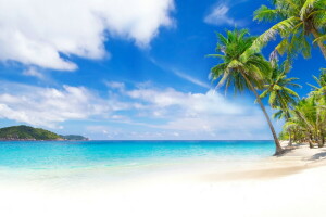 beach, palm trees, palms, Paradise, sand, sea, shore, summer