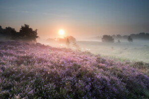 champ, fleurs, brouillard, Matin