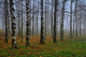 herfst, berk, mist, bosje, bladeren