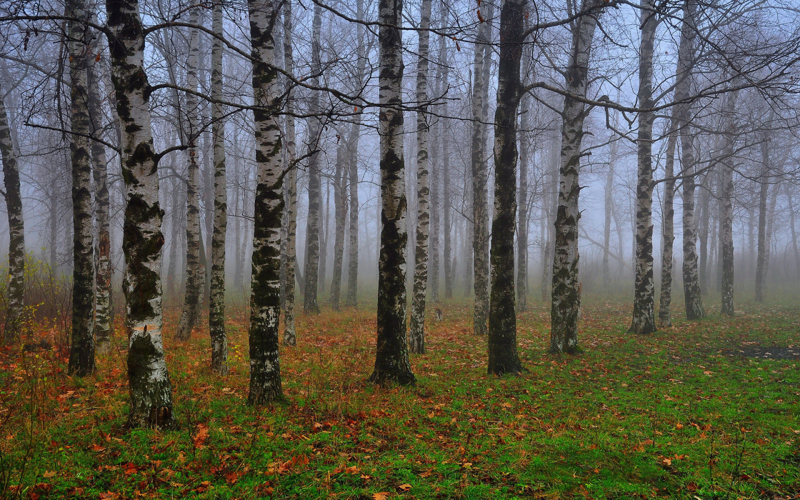 autunno, le foglie, nebbia, betulla, boschetto