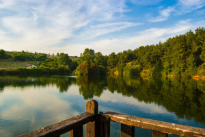 les, jezero, pobřeží, sklon, léto, stromy