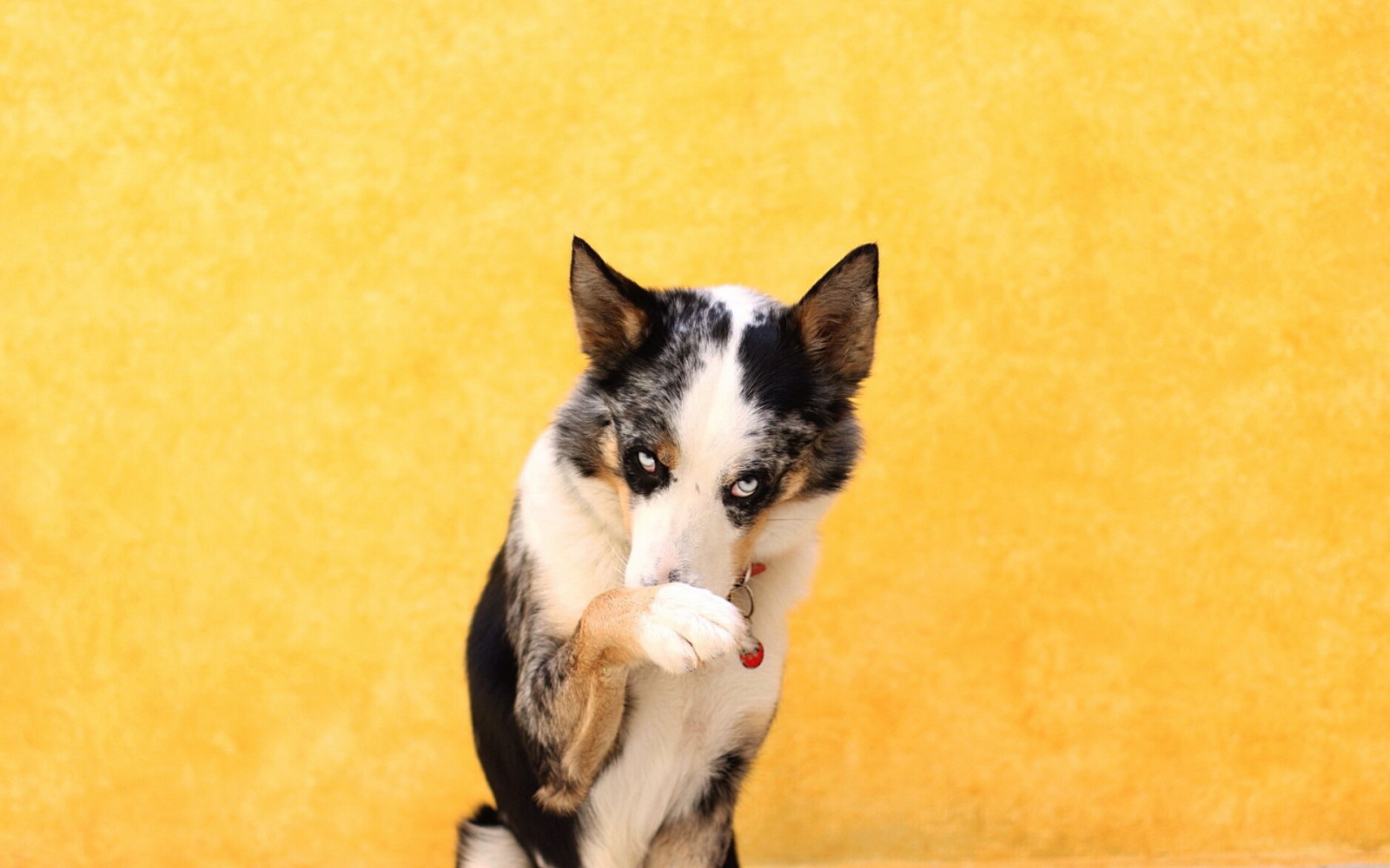 Guarda, cane, ogni