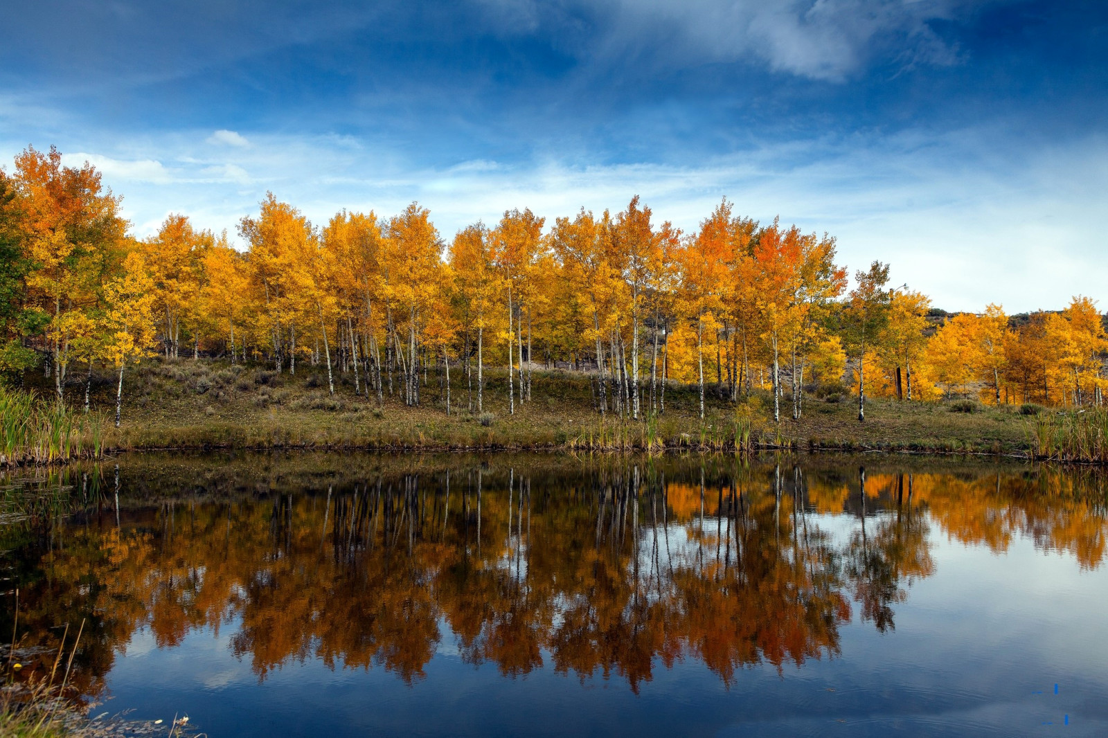 syksy, taivas, järvi, Puut, pilviä