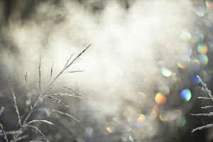 grass, light, nature