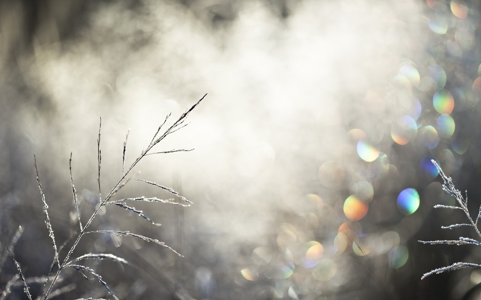 gras, licht, natuur