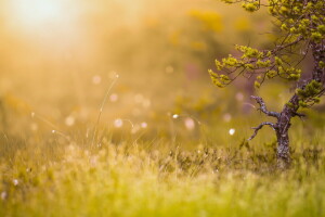 gräs, ljus, natur, sommar