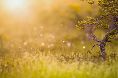 gras, licht, natuur, zomer