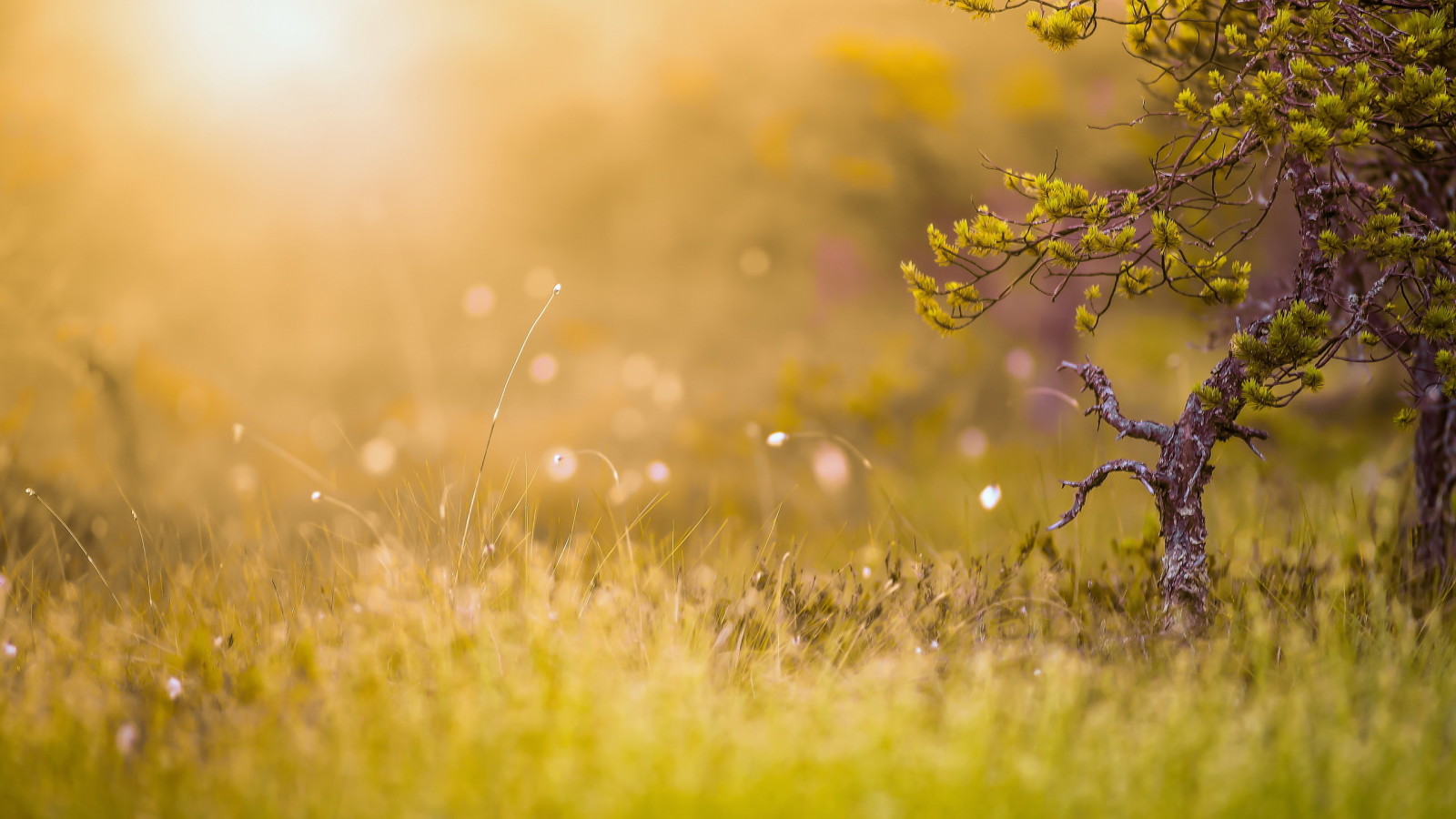 grass, light, nature, summer