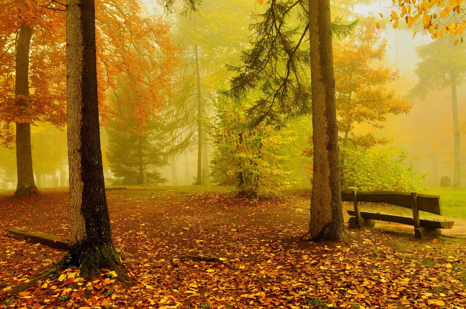 autumn, forest, yellow, trees, gold, bench