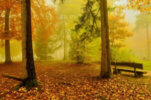 autumn, bench, forest, gold, trees, yellow