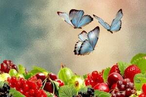 Beeren, SCHMETTERLING, Stimmung, DIE HINTERGRUNDBILDER