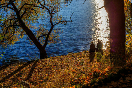 otoño, par, Parque, estanque, tristeza, árbol