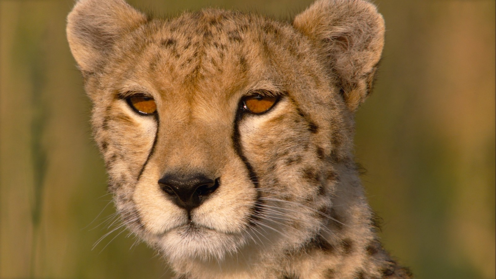 fechar-se, olhos, Savana, guepardo