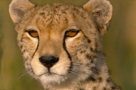 Cheetah, close-up, eyes, Savannah