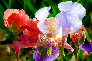 blomster, iris, linje, maling, petals, gjengivelse