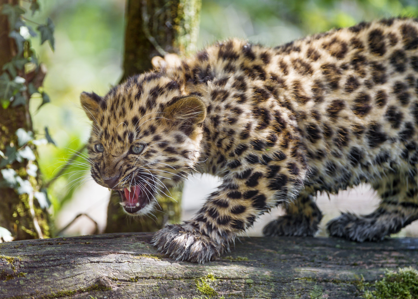 kedi, yavru, Yavru kedi, günlük, Leopar, growls, Amur, © Tambako Jaguar