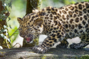 Amur, Katze, Jungtier, knurrt, Kitty, Leopard, Log, © Tambako Der Jaguar