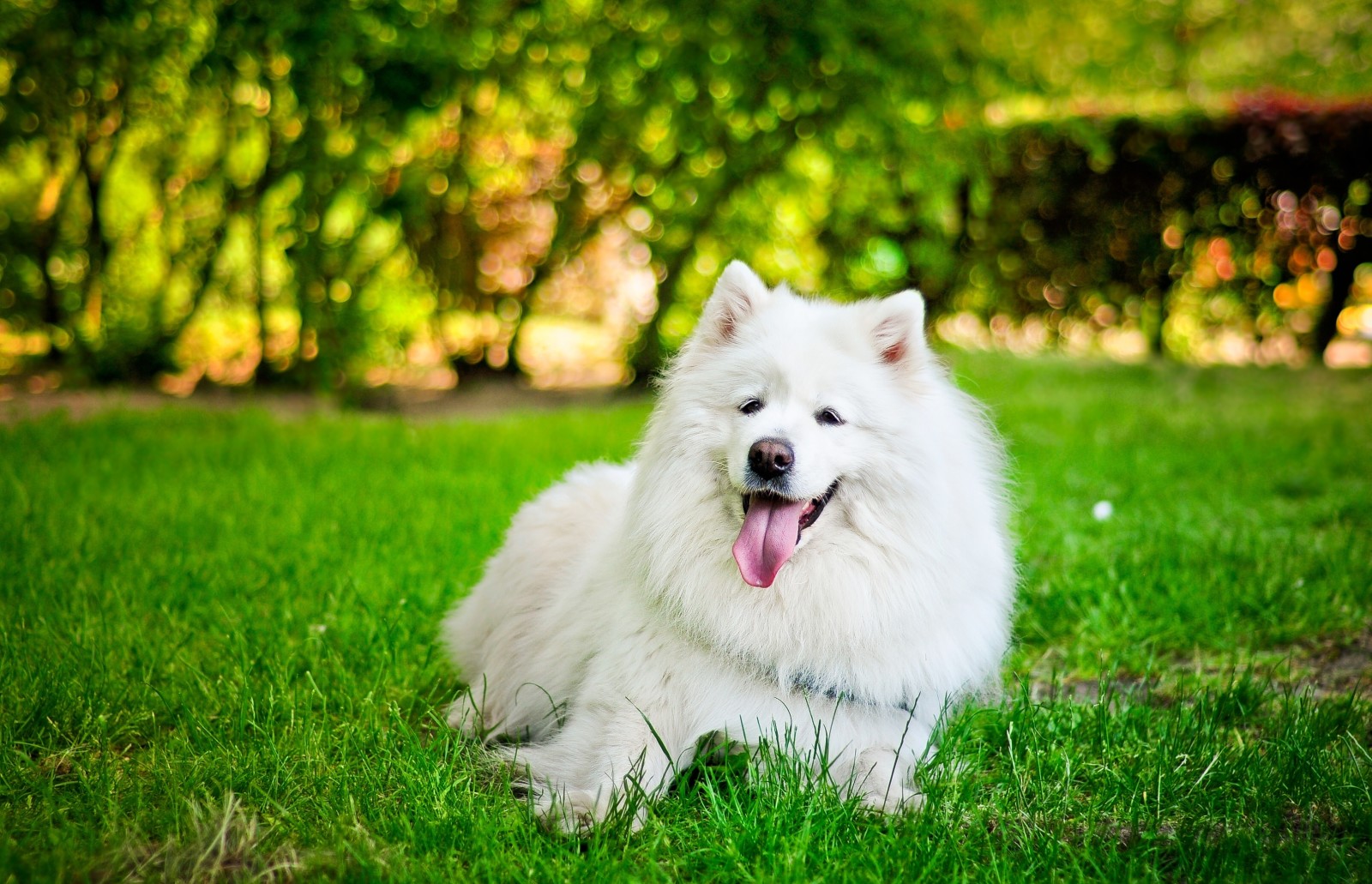 césped, perro, blanco, idioma, Samoyedo