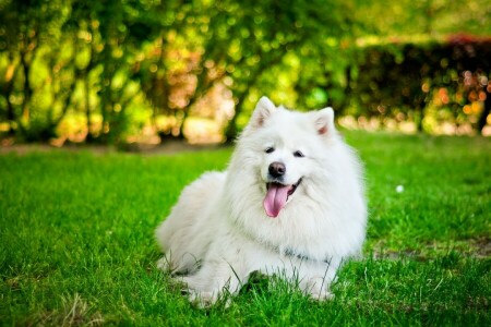 câine, iarbă, limba, Samoyed, alb