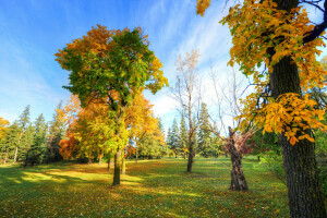 autumn, grass, Park, the sky, trees