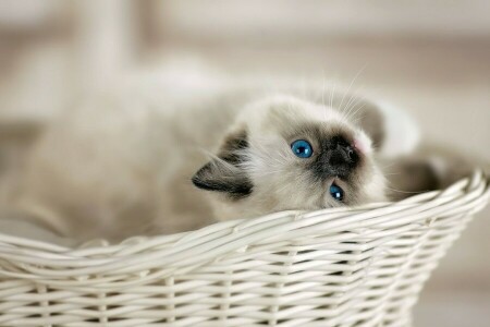 bébé, panier, yeux bleus, bokeh, minou, Regardez, Ragdoll