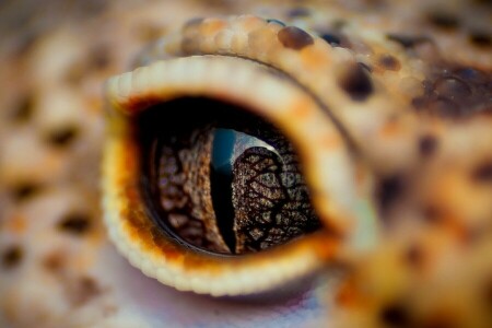 crocodile, paupière, yeux