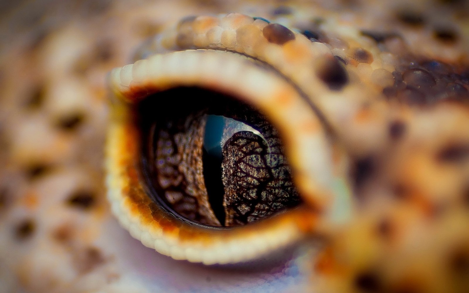 yeux, crocodile, paupière