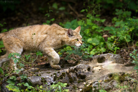 chat, herbe, Regardez, pierre, sauvage, chat sauvage