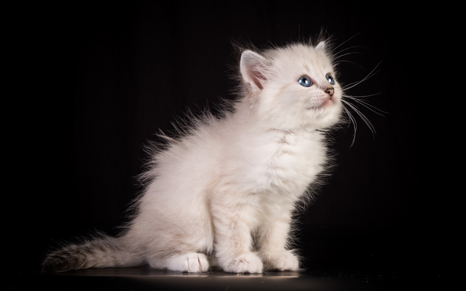 background, cat, house