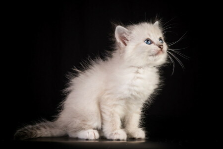 background, cat, house