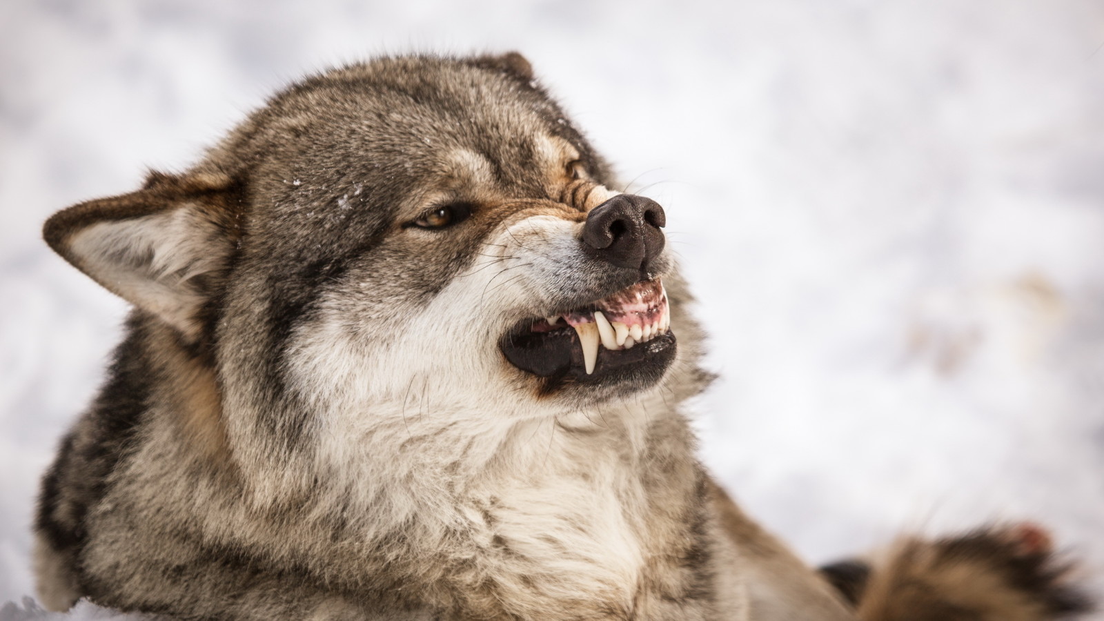 natuur, wolf, grijns