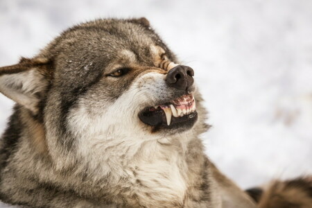 mueca, naturaleza, lobo