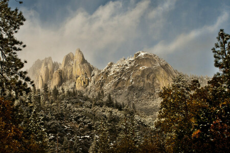 foresta, paesaggio, montagne, alberi, inverno