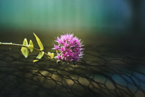 antecedentes, flor, macro