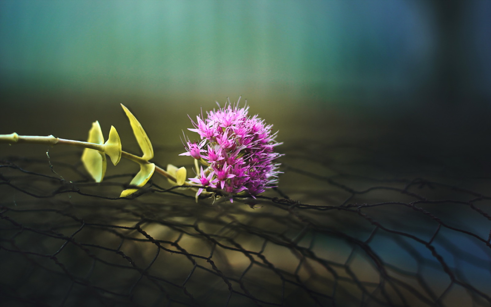 bakgrunn, makro, blomst