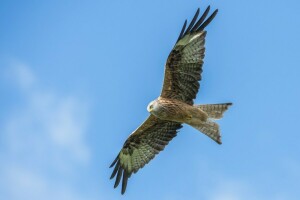 bird, flight, kite, wings