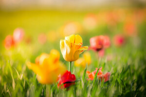 bokeh, buds, flowers, leaves, red, spring, tulips, yellow