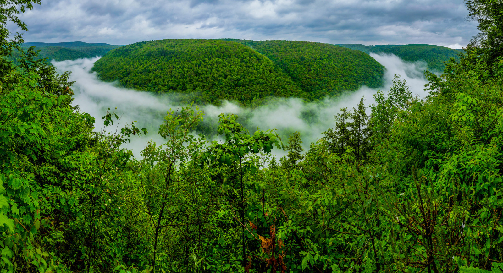 Wald, der Himmel, Bäume, Wolken, Nebel, Hügel