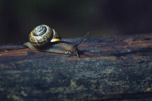 Tavola, macro, Pasha Ivanov, fotografo, lumaca